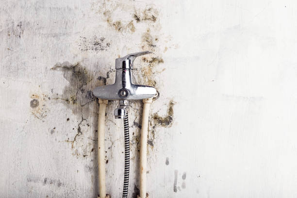 Best Home Mold Removal  in Rocky Top, TN