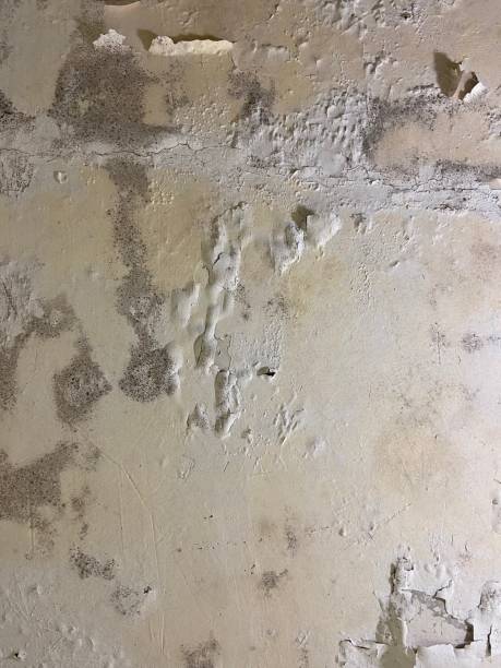 Best Mold Remediation Experts  in Rocky Top, TN