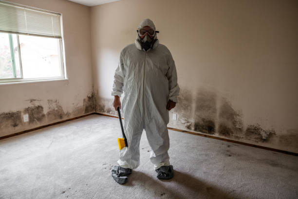 Professional Mold Removal in Rocky Top, TN