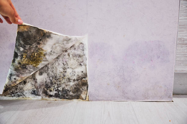 Best Affordable Mold Removal  in Rocky Top, TN